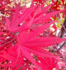 Acer Palmatum 'Chitose-yama'